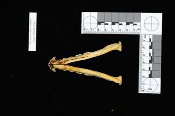 Media type: image;   Mammalogy BANGS-3791 Description: Image of skeleton specimen - ventral view. ventral view of mandible.;